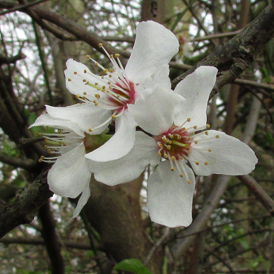 Cherry Plum