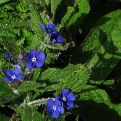Green Alkanet