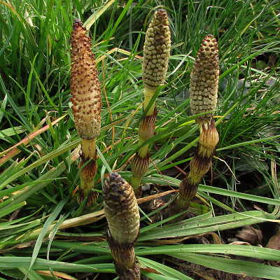 Great Horsetail