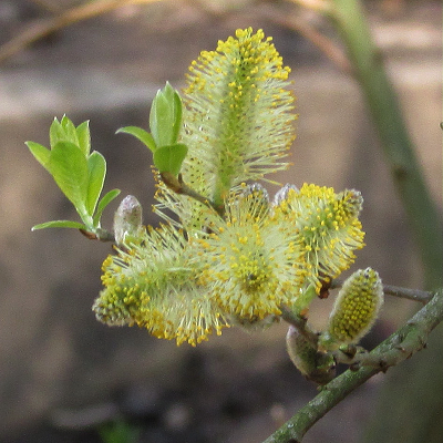 Sallow