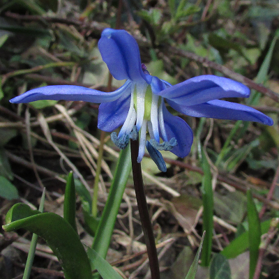 Siberian Squill