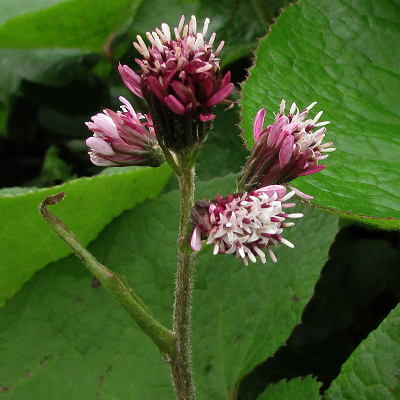 Winter Heliotrope