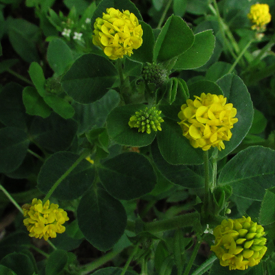Black Medick