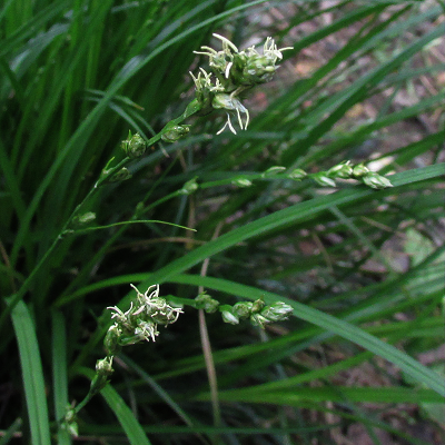 Grey Sedge