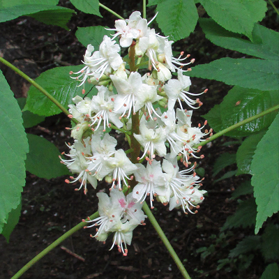 Horse Chestnut