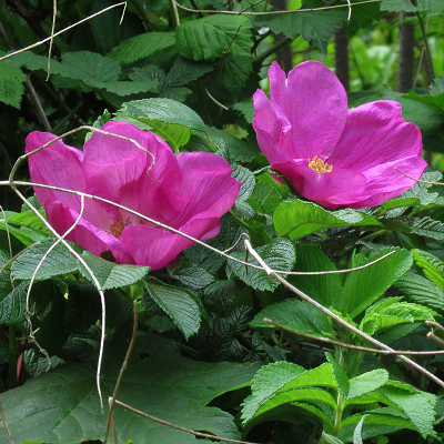 Japanese Rose