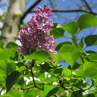 Lilac