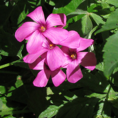 Pink Oxalis
