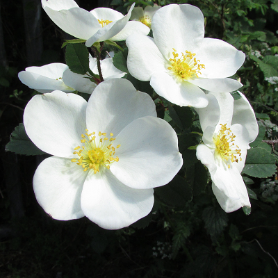 Scotch Rose