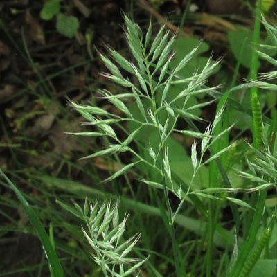 Red Fescue