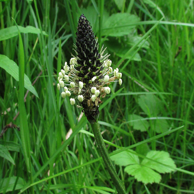 Ribwort Plantain
