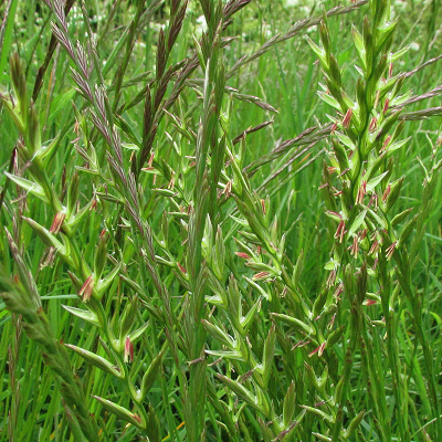 Perennial Rye Grass