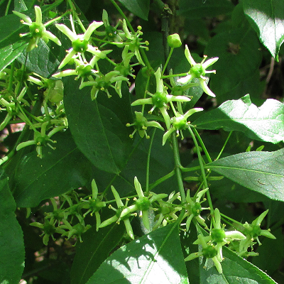 Spindle