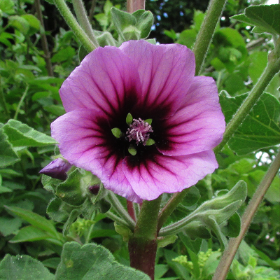 Tree Mallow
