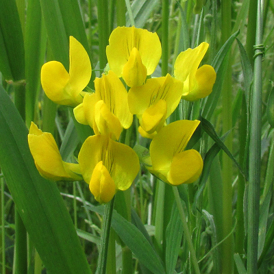 Vetchling