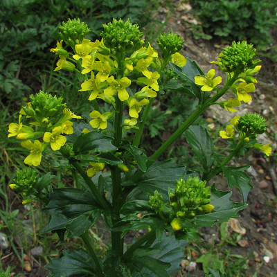 Wintercress