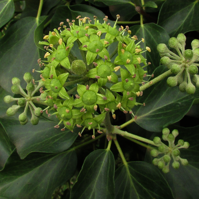 Ivy