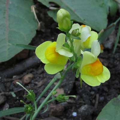 Common Toadflax