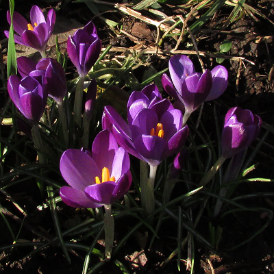 Early Crocus