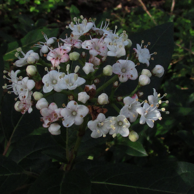 Viburnum